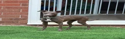 Italian Greyhound dogs for sale: Lovely Girl (8 months old) in Swindon - Advert 2