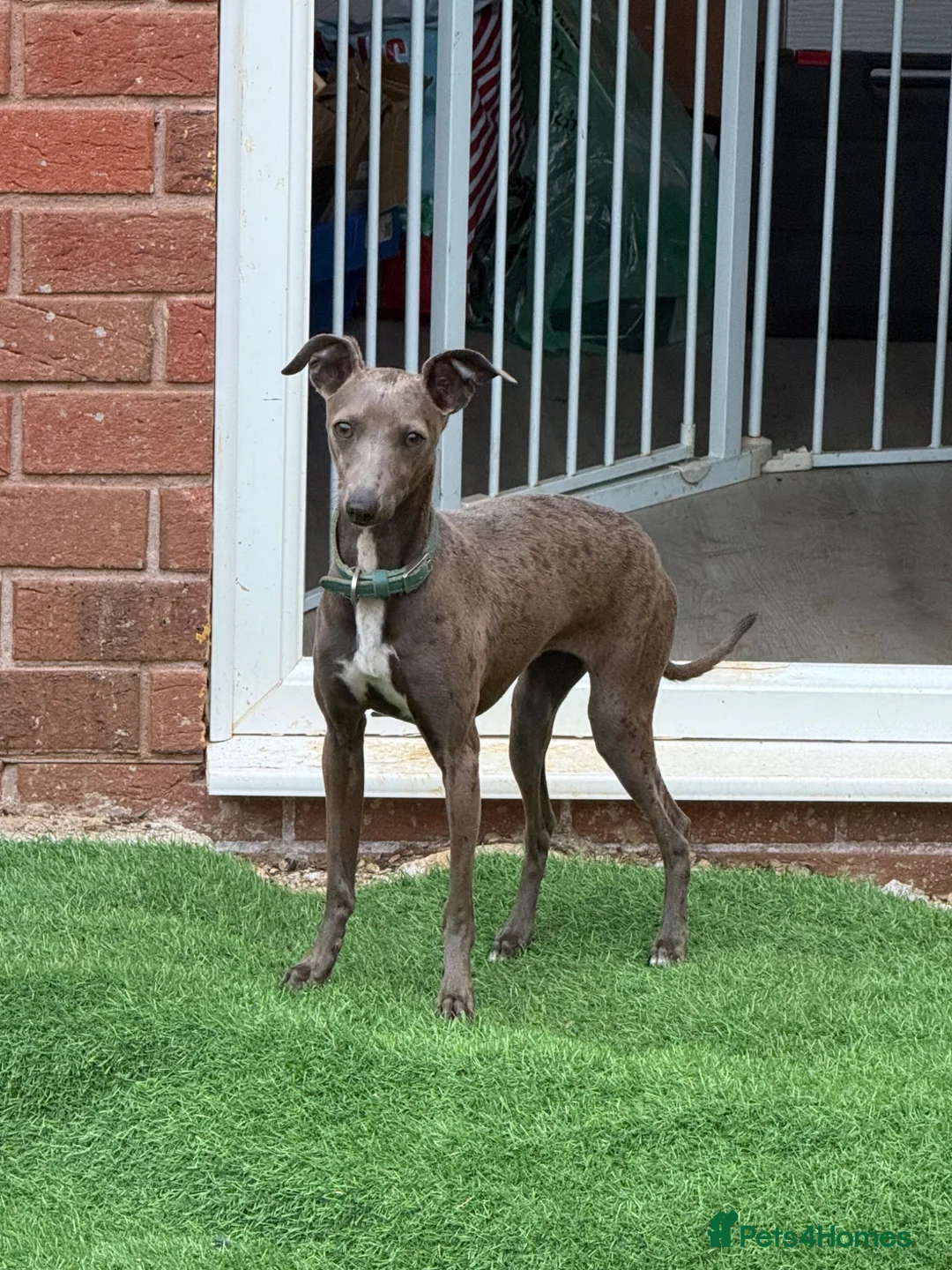 Italian Greyhound dogs for sale: Lovely Girl (8 months old) in Swindon - Advert 2