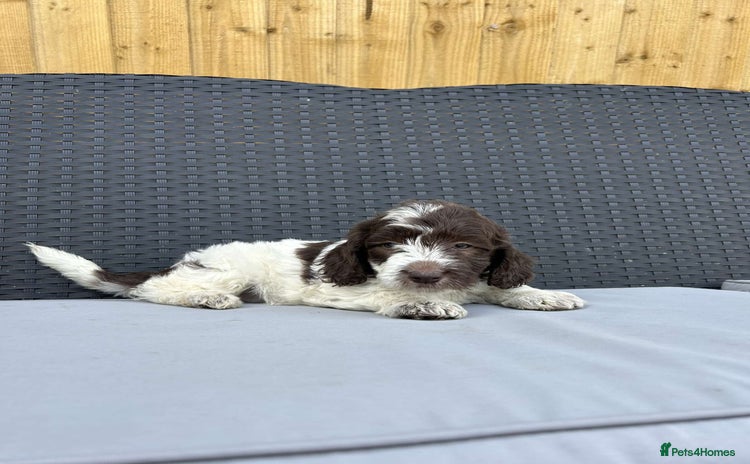 Mixed Breed dogs - Advert 1