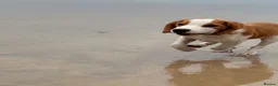 Beagle dogs for sale: Boy Lemon Pedegree Beagle - 5 months - Advert 10