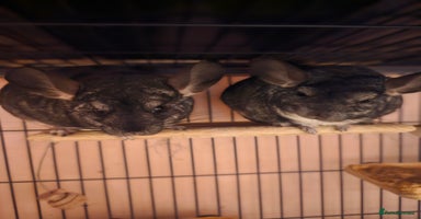 Chinchilla rodents - Advert 6