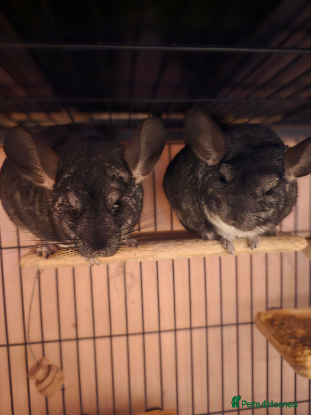 Chinchilla rodents for sale: Two male Chinchillas, brothers  - Image 3