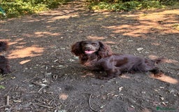 Cocker Spaniel dogs for sale: Well bred KC working cockers  - Image 13