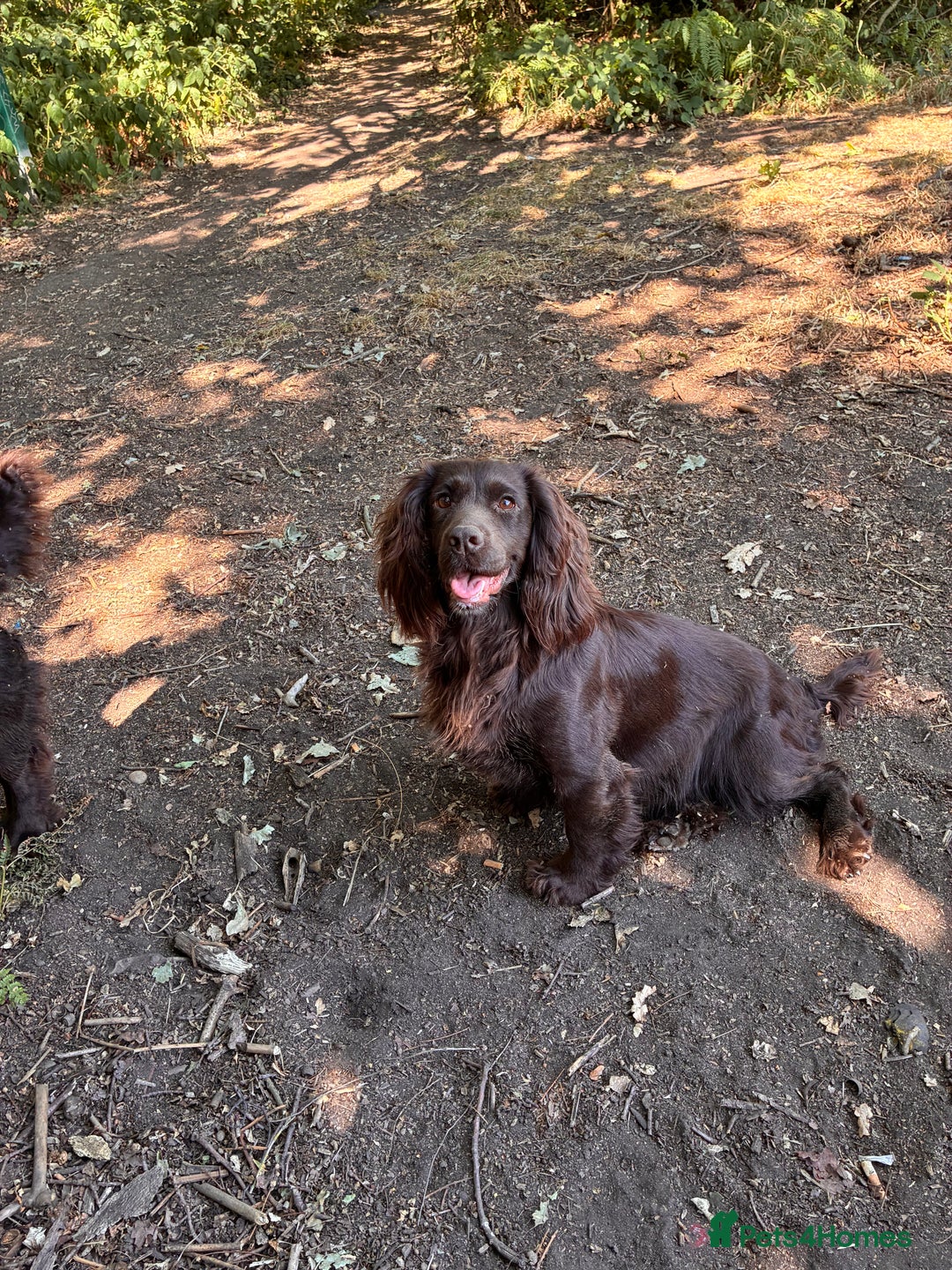 Cocker Spaniel dogs for sale: Well bred KC working cockers  - Image 13