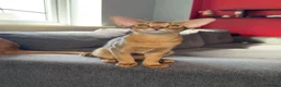 Abyssinian cats for sale: Gorgeous Abyssinian ruddy girls🤎❤️ - Advert 8