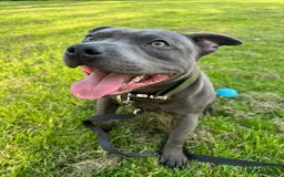 Staffordshire Bull Terrier dogs for sale: Gorgeous 2 year old Blue Male staffy  - Image 1