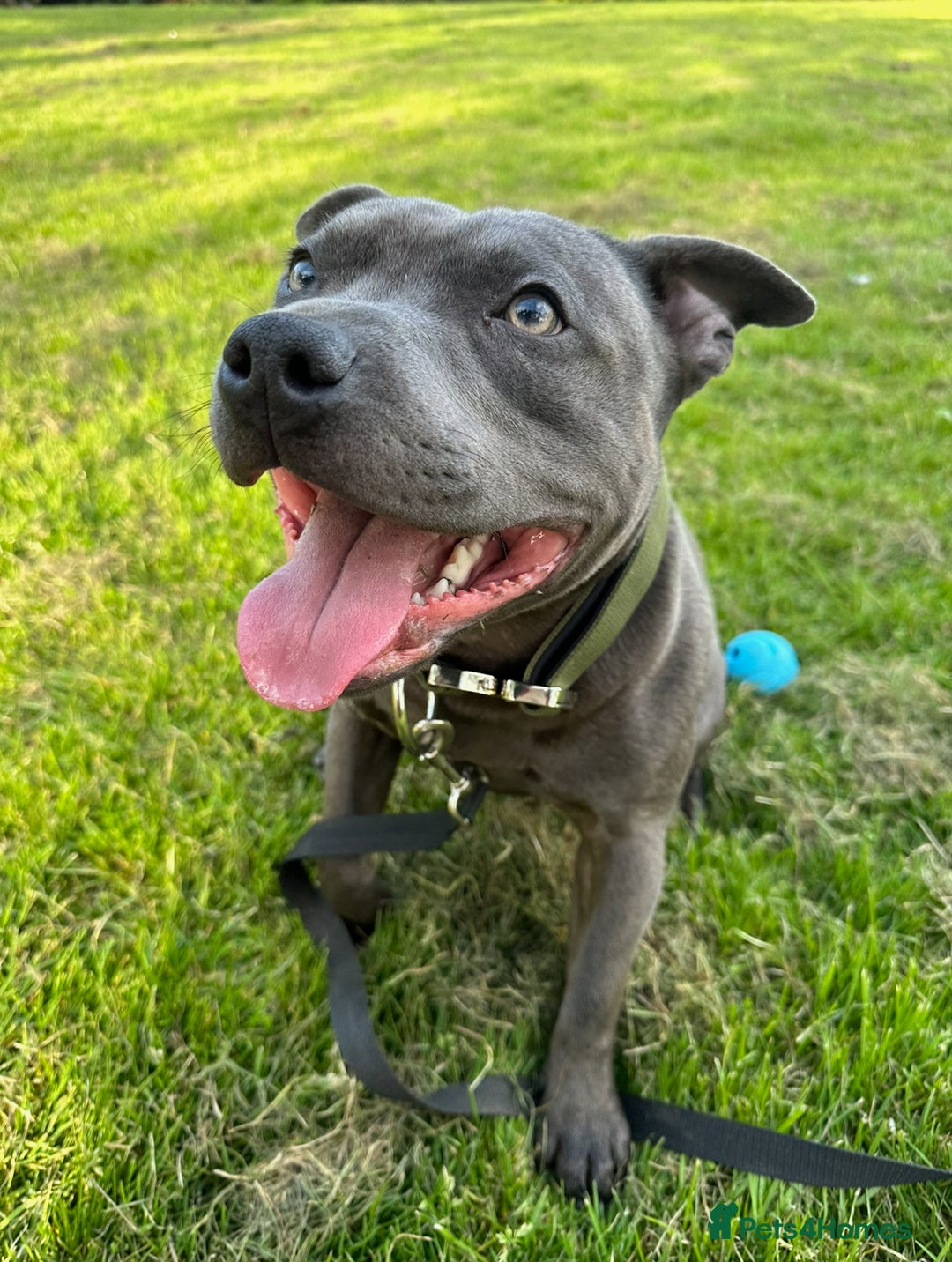 Staffordshire Bull Terrier dogs for sale: Gorgeous 2 year old Blue Male staffy  - Image 1