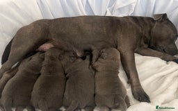 Staffordshire Bull Terrier dogs for sale: Top Quality Blue Staffordshire Bull Terriers  - Image 6