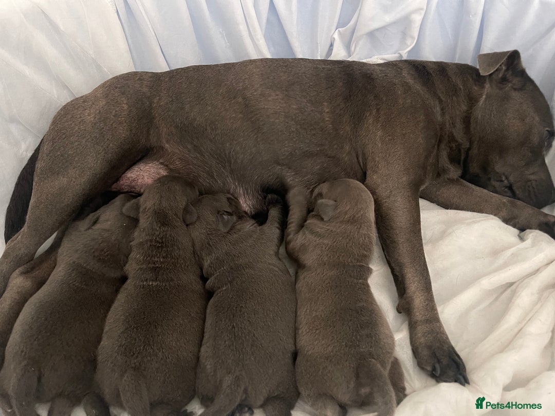 Staffordshire Bull Terrier dogs for sale: Top Quality Blue Staffordshire Bull Terriers  - Image 6