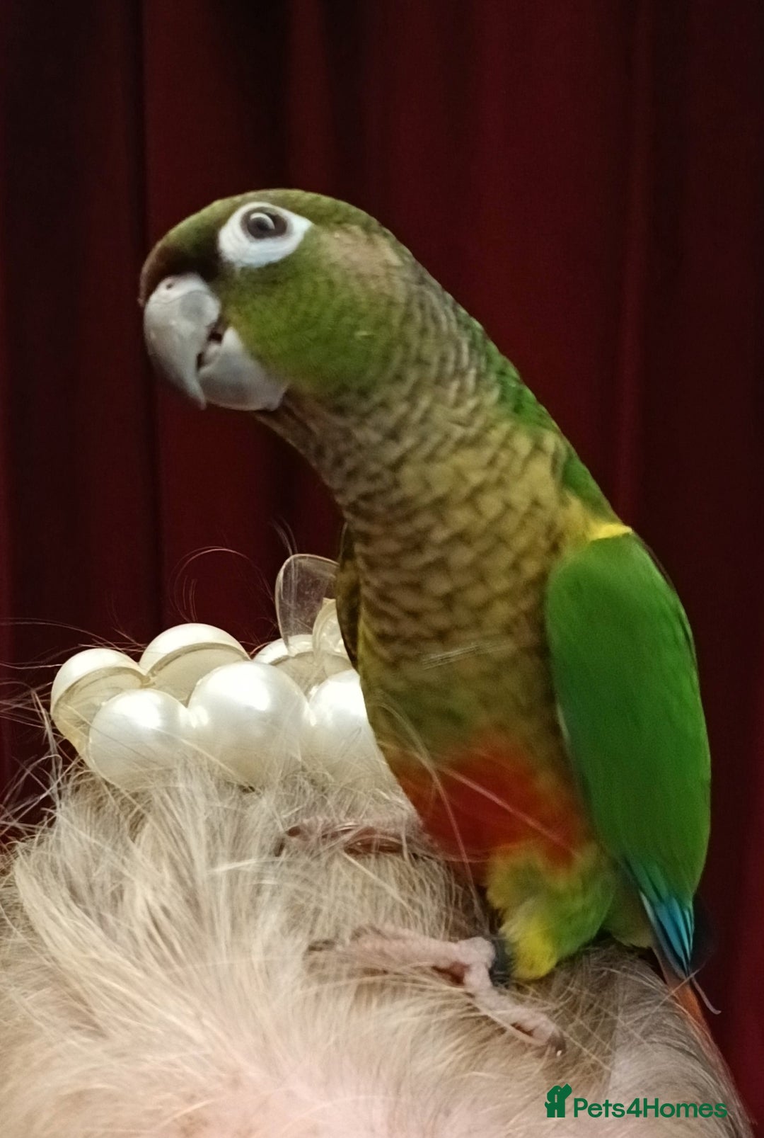 Parakeets birds for sale: Handreared Conures! Kakariki and lovebirds  - Image 4