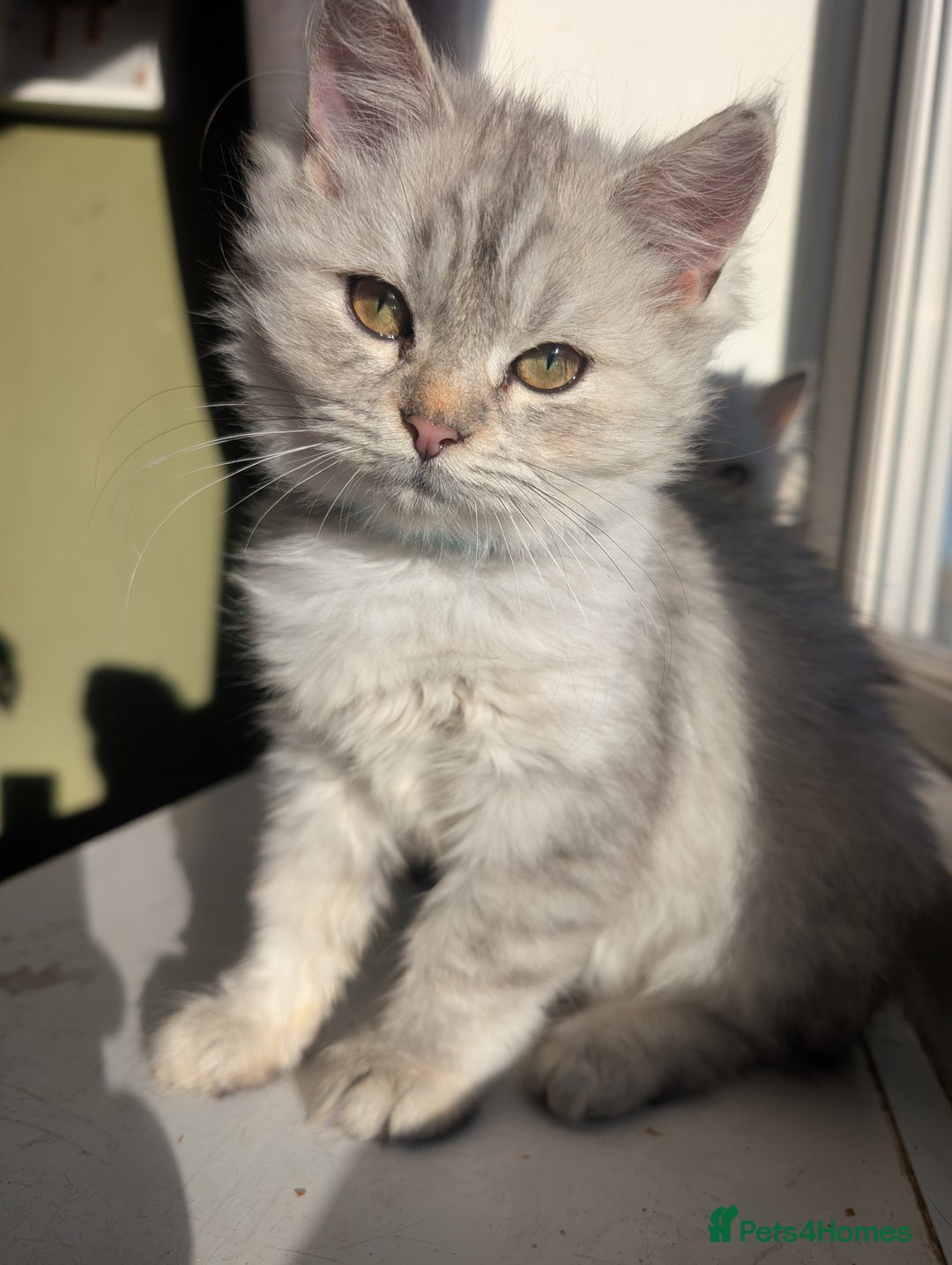 Perdoll cats for sale: Gorgeous rare Ragdolls cross Persians❤️ - Advert 2