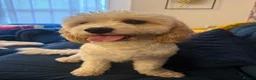 Cavapoochon dogs for sale: 🐾 stunning three-year-old male Cavapoochon 🐾  - Advert 2