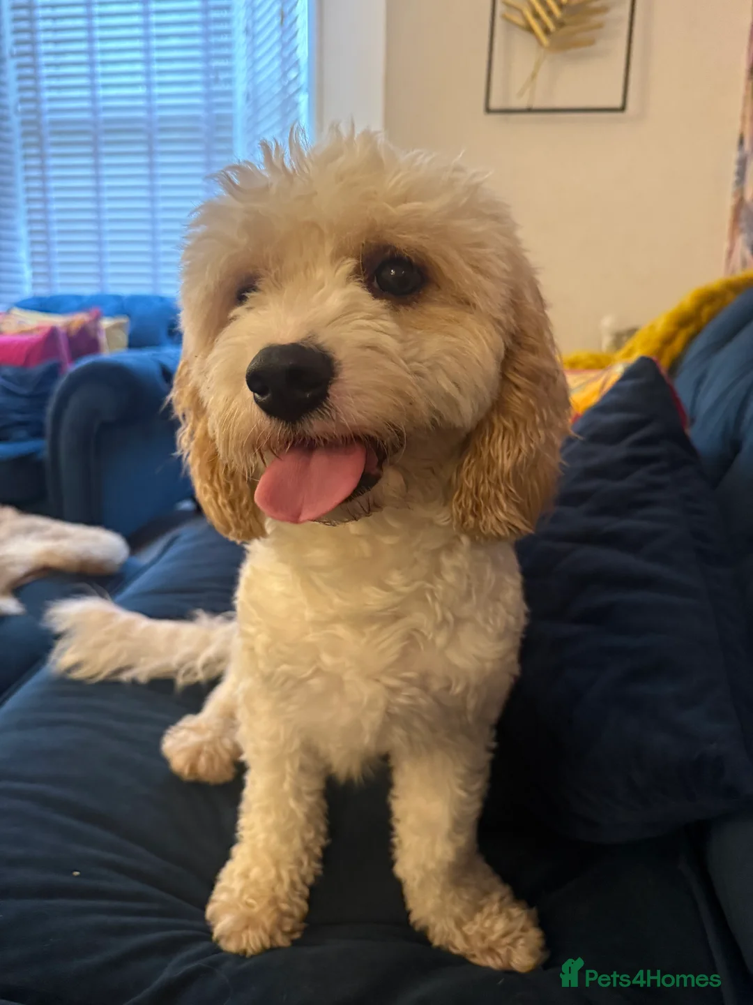 Cavapoochon dogs for sale: 🐾 stunning three-year-old male Cavapoochon 🐾  - Advert 2