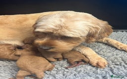 Cavapoo dogs for sale: CAVAPOO READY NEXT WEEK  - Image 8