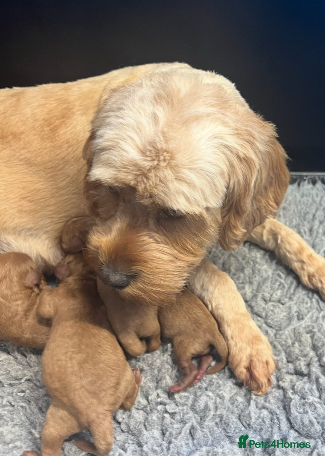 Cavapoo dogs for sale: CAVAPOO READY NEXT WEEK  - Image 8