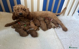 Goldendoodle dogs for sale: multigenerational Australian Golden doubledoodles - Image 4