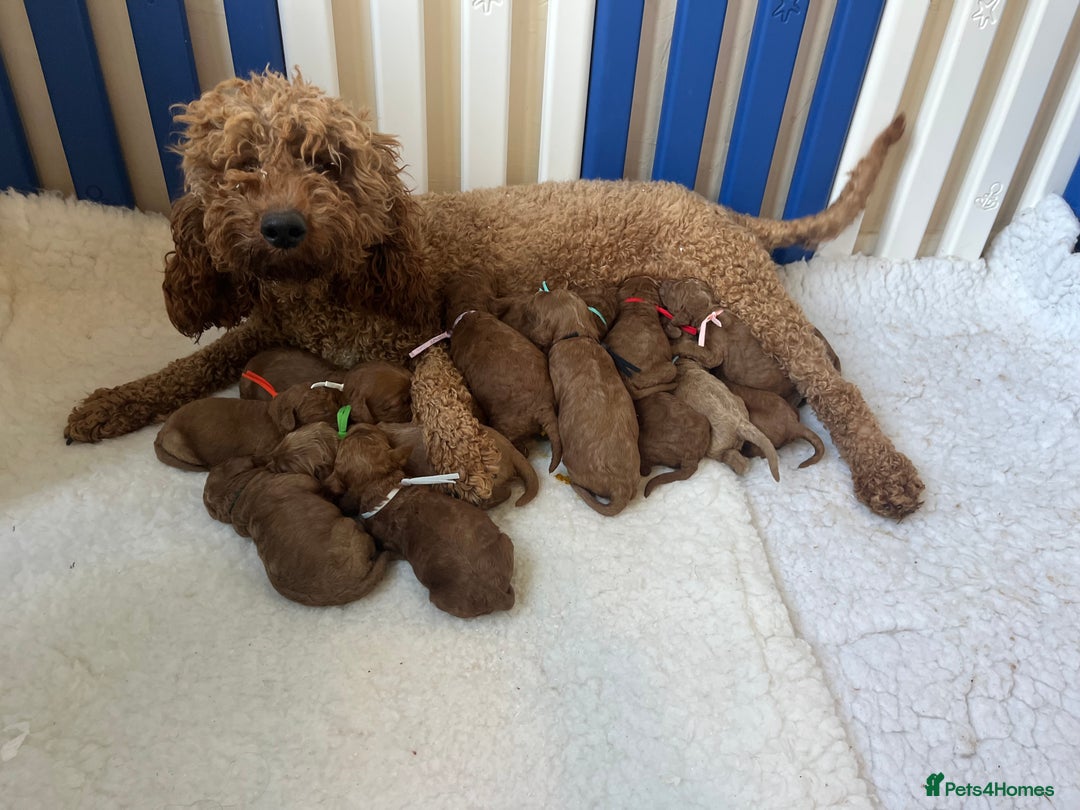 Goldendoodle dogs for sale: multigenerational Australian Golden doubledoodles - Image 4