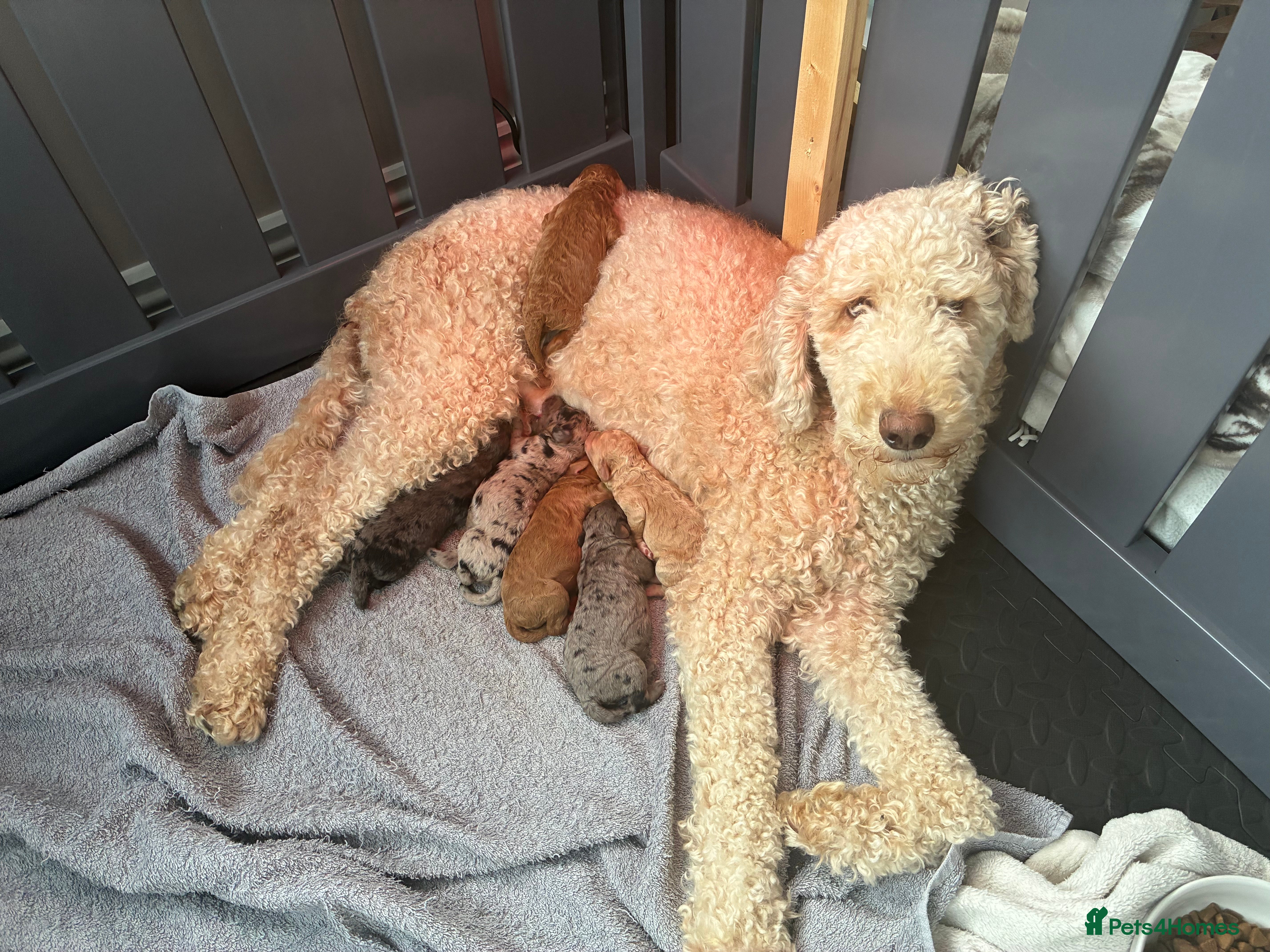 Mini Goldendoodle dogs Stunning Mini Goldendoodles - Advert 1