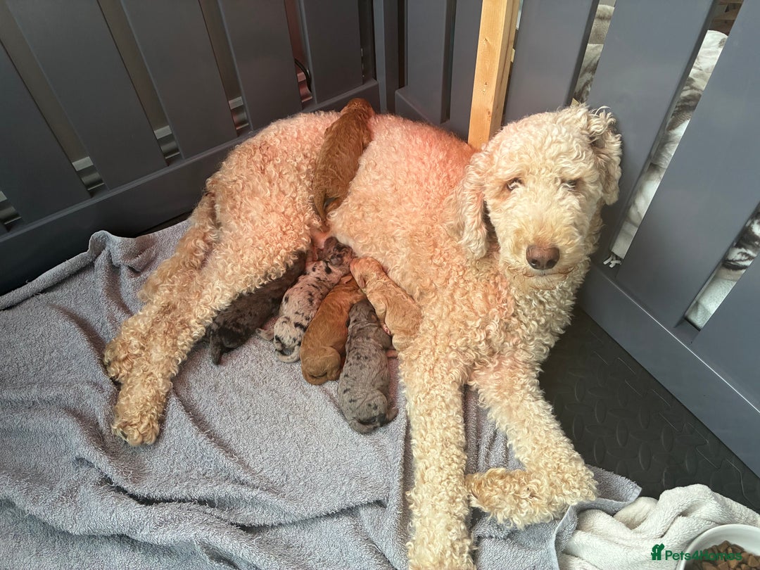 Mini Goldendoodle dogs for sale: Stunning Mini Goldendoodles - Advert 1