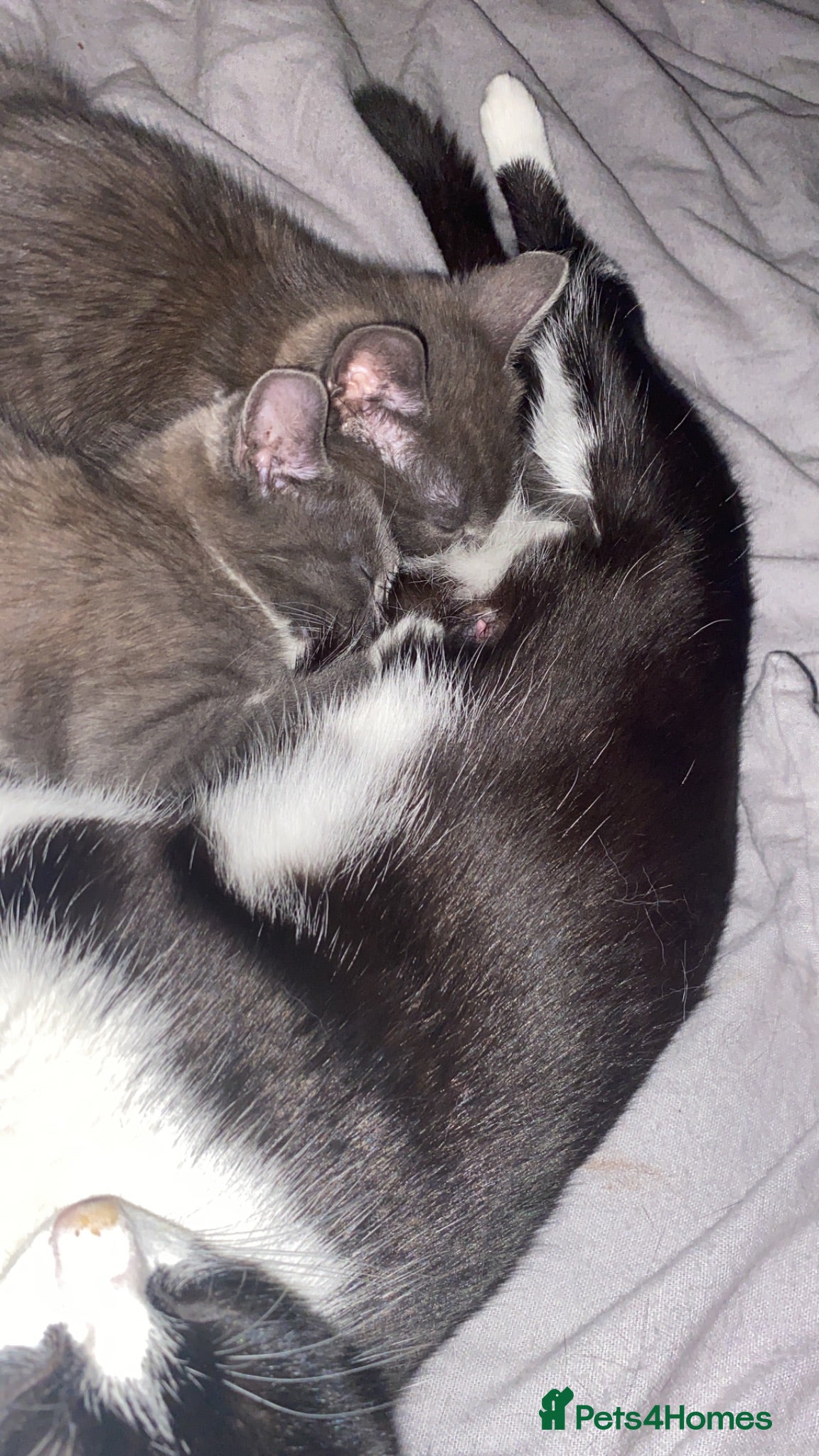 Mixed Breed cats Kittens for sale  - Advert 2