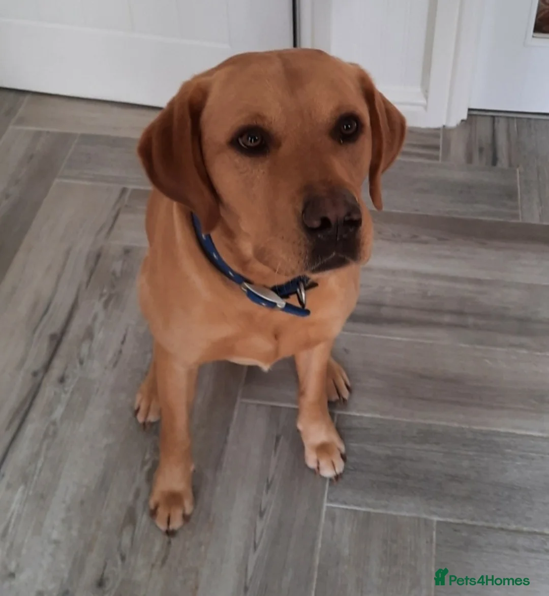 Labrador Retriever dogs for stud: Fox red Labrador up for stud duties ( PROVEN)  in Hengoed - Advert 3