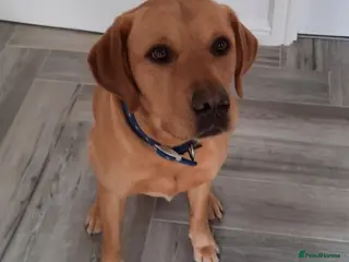 Labrador Retriever dogs Fox red Labrador up for stud duties ( PROVEN) in Hengoed - Advert 13