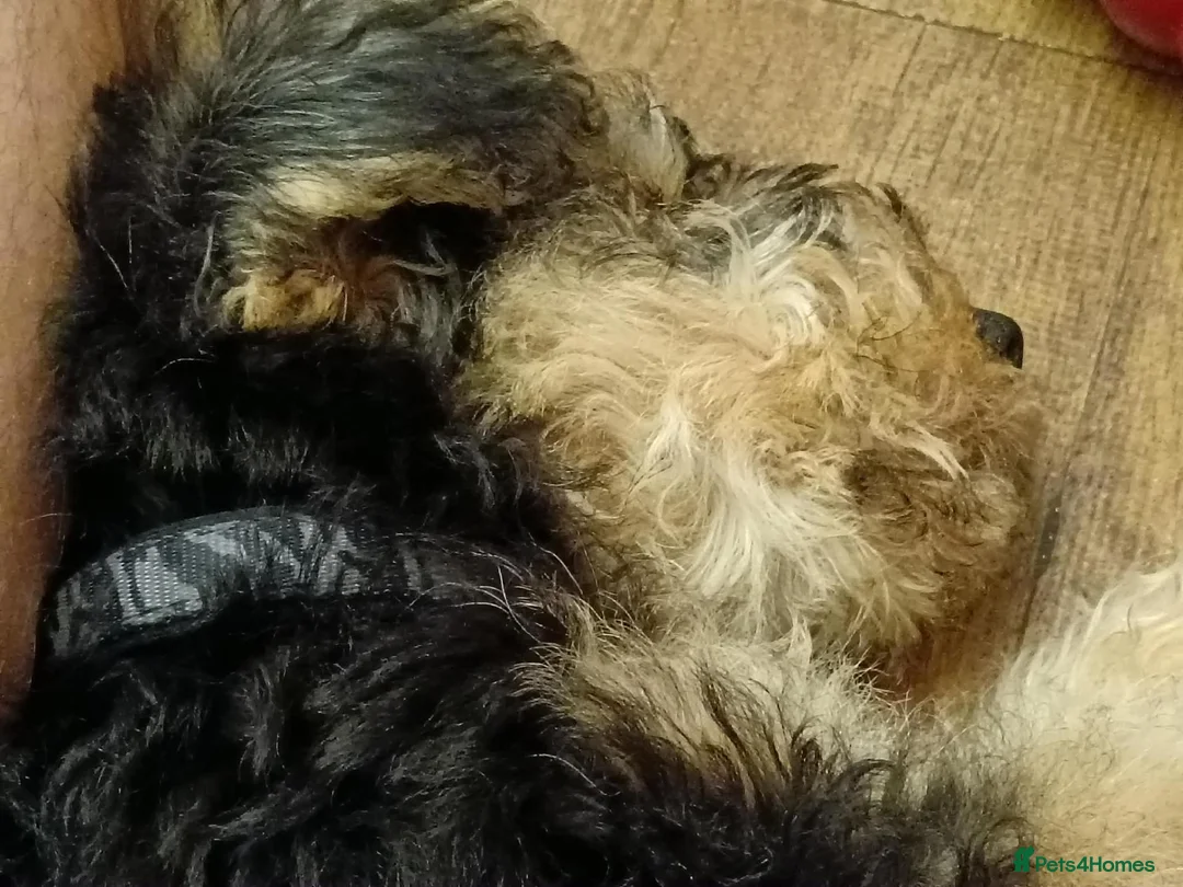 Lakeland Terrier dogs for sale: SHOW KC Registered Lakeland Terrier  - Advert 1