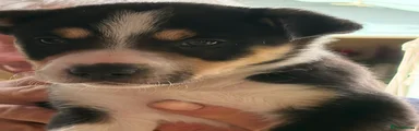 Border Collie Puppy 7