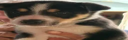 Border Collie dogs for sale: Boarder collie  - Advert 17