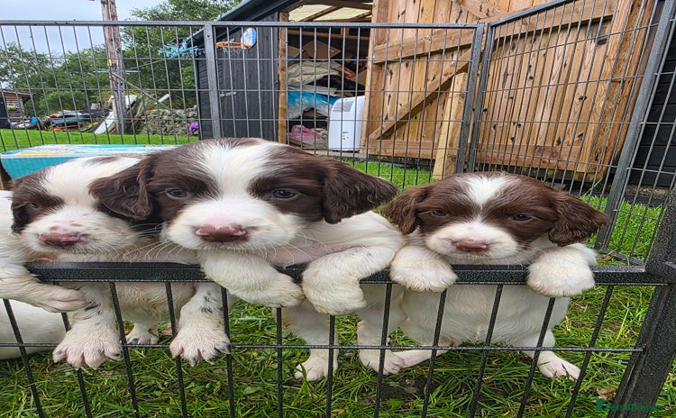 English Springer Spaniel dogs - Advert 3