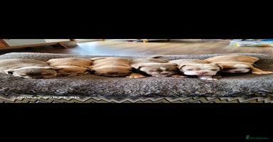Olde English Bulldogge dogs - Advert 6