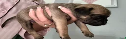 Pug dogs for sale: Fawn pug puppies Ready for new homes in 2 weeks  - Advert 5