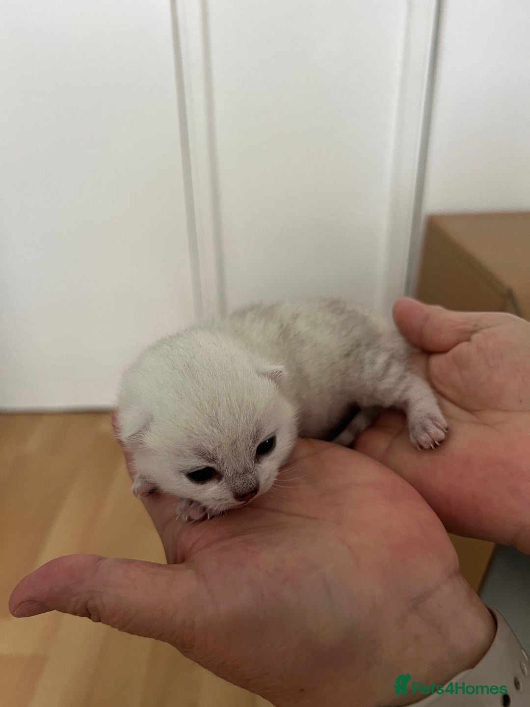 British Shorthair cats for sale: BSH Silver Tabby kittens for Sale! - Image 17
