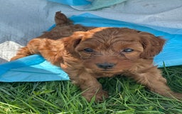 Cockapoo dogs for sale: Stunning litter of Red FIB cockapoo Girls  - Image 4