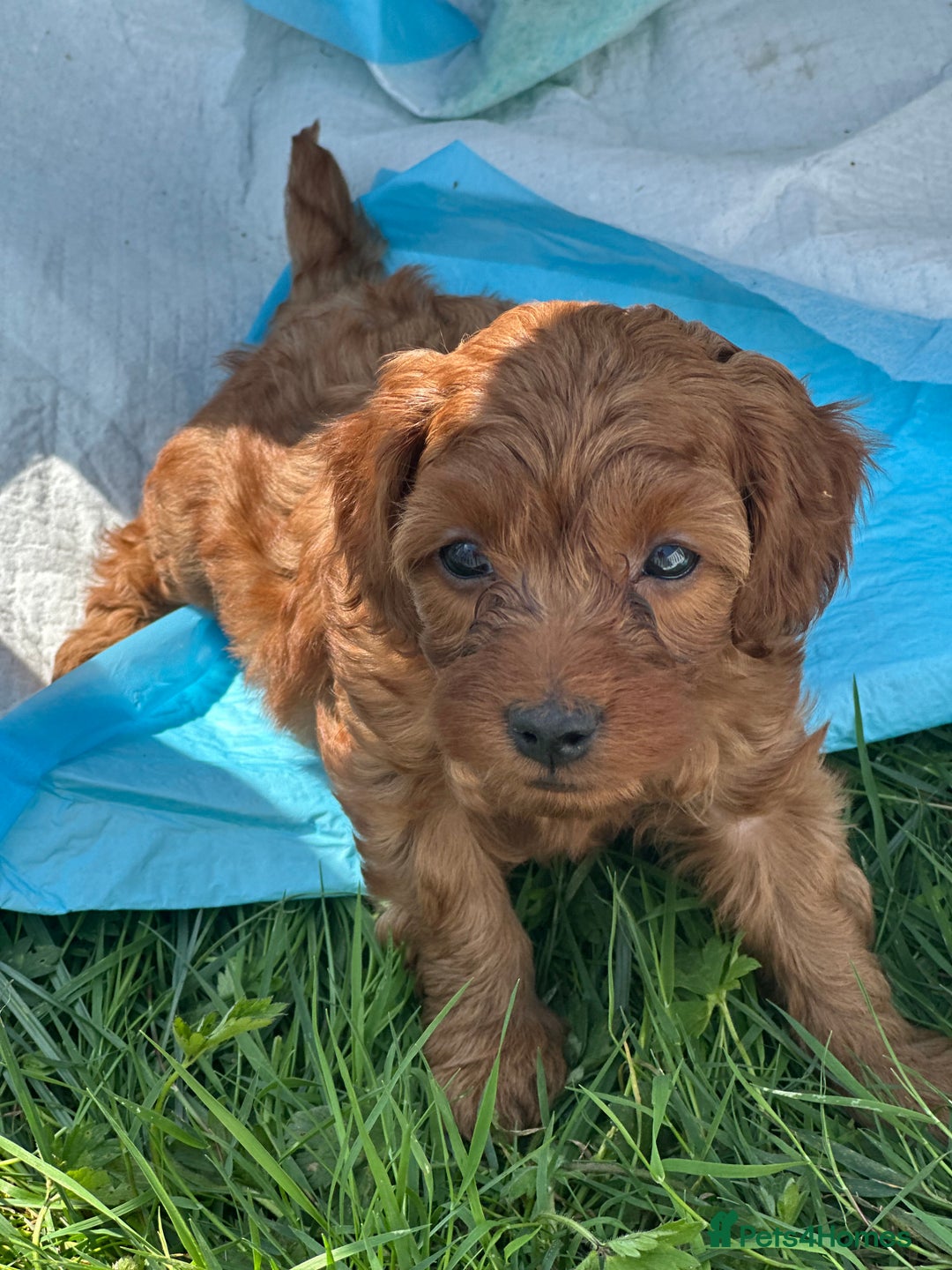 Cockapoo dogs for sale: Stunning litter of Red FIB cockapoo Girls  - Image 4