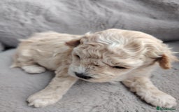 Poochon dogs for sale: 4 Girls Poochon white/Beige 2 reserved 2 avaliable - Image 13