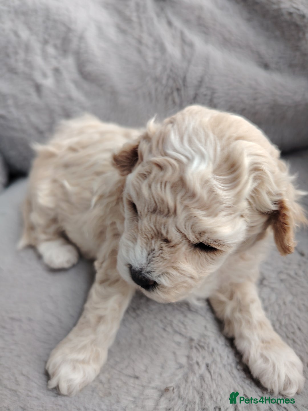 Poochon dogs for sale: 4 Girls Poochon white/Beige 2 reserved 2 avaliable - Image 13