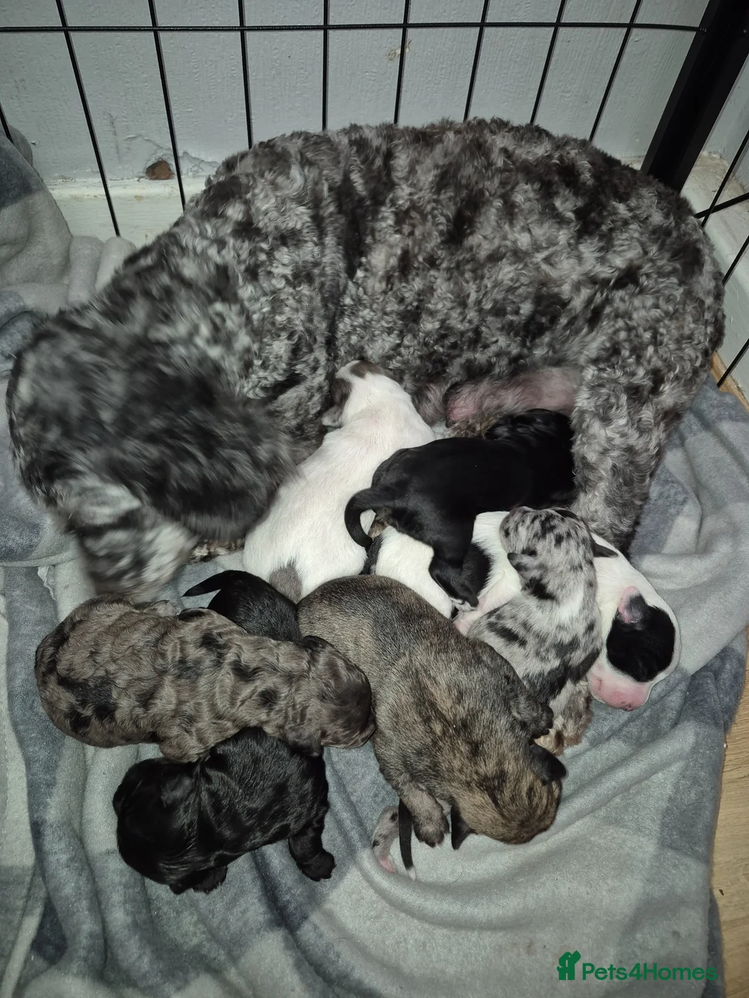 Cockapoo dogs for sale: Stunning Cockapoo Litter - Advert 2