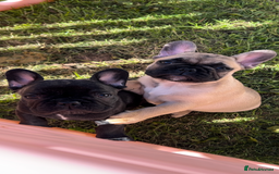 French Bulldog dogs for sale: KC, standard colours French Bulldog puppies🐾 - Image 38
