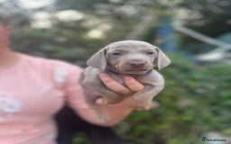 Dachshund dogs for sale: Beautiful dachshund puppies  - Image 13