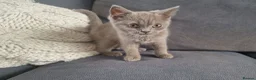 British Shorthair cats for sale: 2 beautiful BSH boys  - Advert 2