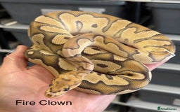 Python Snake reptiles for sale:  Royal Pythons for Sale  - Advert 1