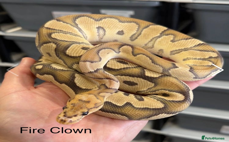 Python Snake reptiles - Advert 3