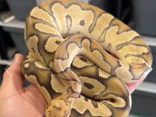 Python Snake reptiles - Advert 19