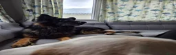 German Shepherd dogs for sale: Chas is looking for his forever home in Halesworth - Advert 2
