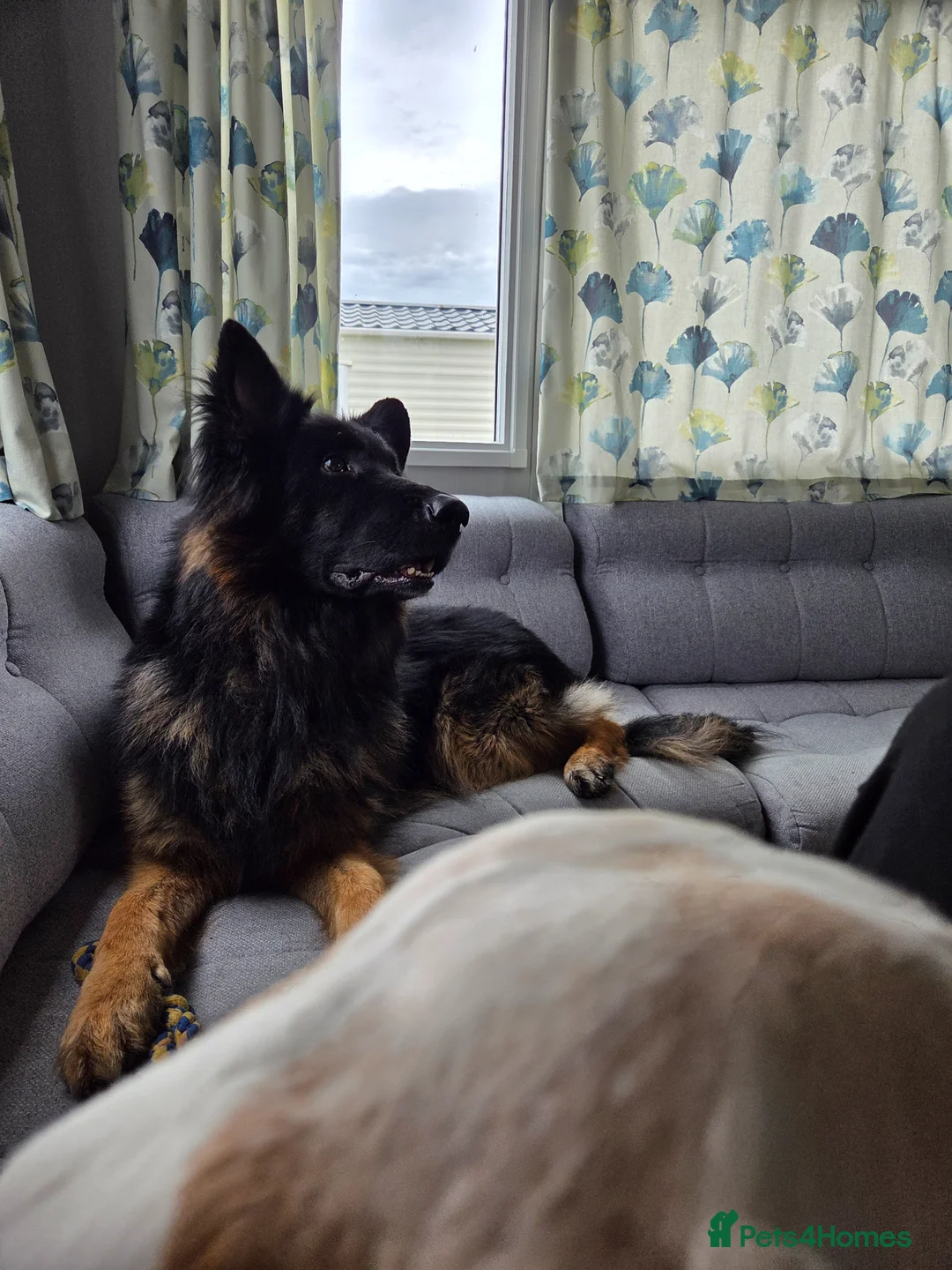 German Shepherd dogs for sale: Chas is looking for his forever home in Halesworth - Advert 2