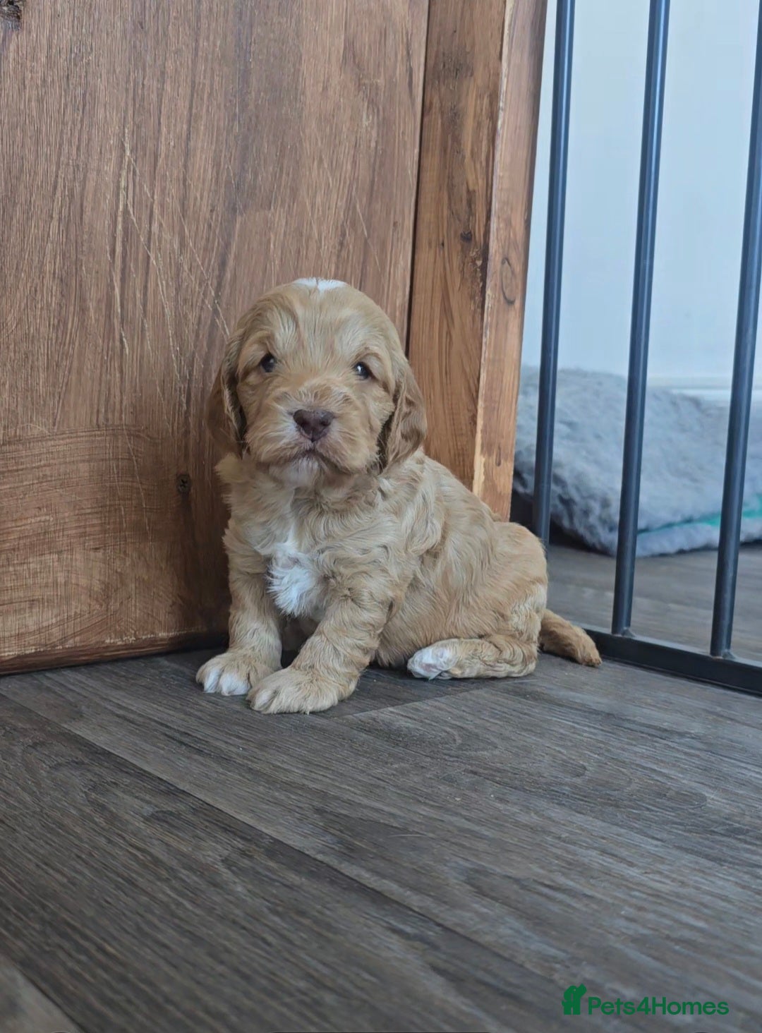 Cockapoo dogs SHOW F1 cockapoos licensed breeder. - Advert 1