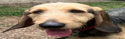 Korthals Griffon dogs for adoption: Chicu in New Romney - Advert 3