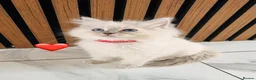 Ragdoll cats for sale: 🩷💕💝Stunning GCCF Registered Ragdoll Kittens😻😻 - Advert 24