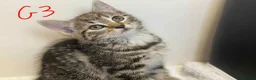 European cats for sale: Beautiful kittens for sale - Advert 13
